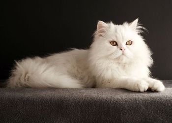 زیباترین گربه جهان انتخاب شد/ تصاویر