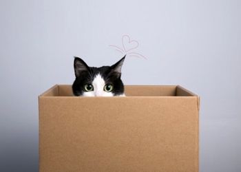 چرا گربه‌ها عاشق جعبه هستند؟
