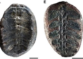 ماهیت واقعی فسیل ۱۳۲ میلیون ساله بعد از ده‌ها سال معلوم شد