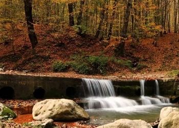 جنگل راش کجاست و تا تهران چقدر فاصله دارد؟ 