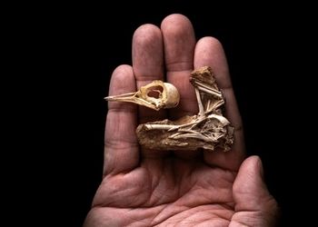 ۸ «فسیل» شگفت‌انگیز که در سال ۲۰۲۴ کشف شدند